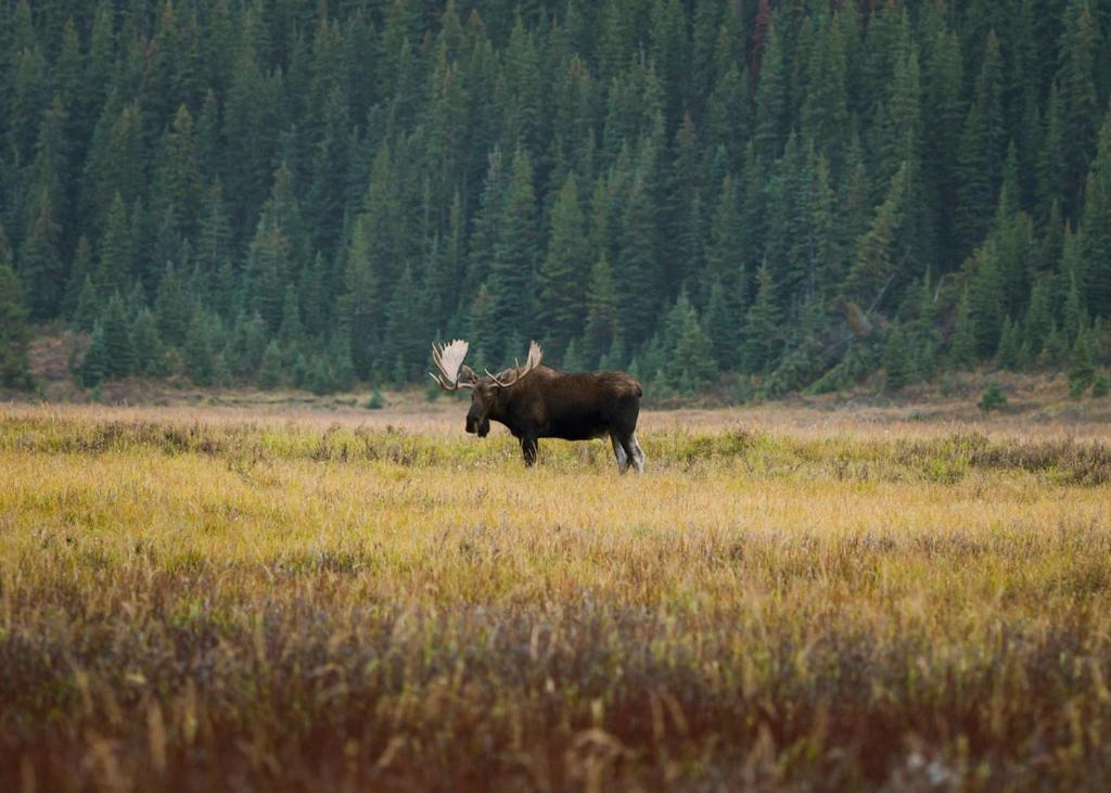A Bear And Bison Country Inn Canmore Exterior foto