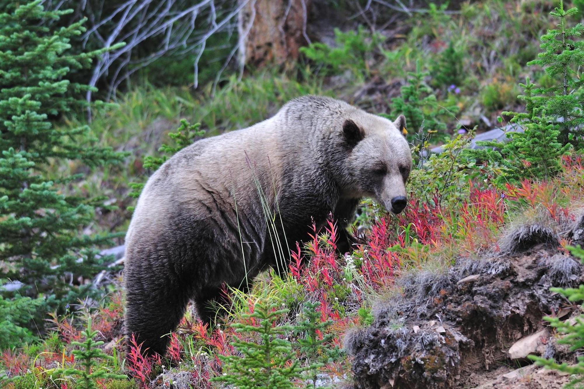 A Bear And Bison Country Inn Canmore Exterior foto